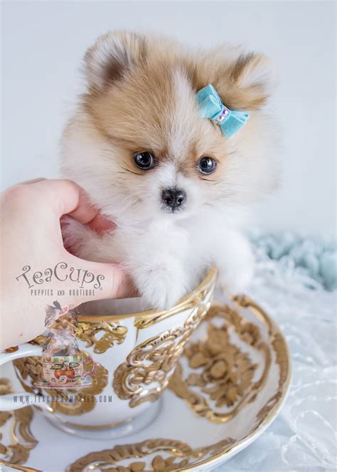 Darling Teacup Pomeranian Puppies for Sale | Teacups, Puppies & Boutique