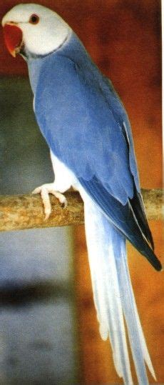 Indian Ringneck Colors Mutation - 1 - This page shows some of the mutations we currently house ...