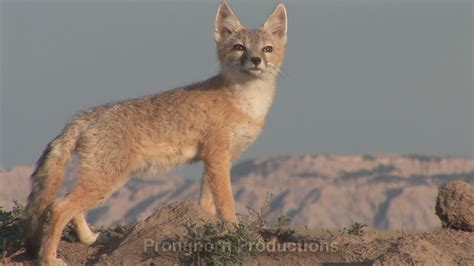 Swift Fox Wildlife Footage | Wildlife Footage