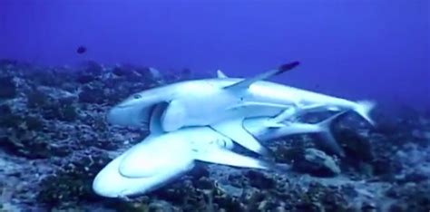 Shark sex is fifty shades of rough (VIDEO) | Reproduction | Earth Touch News