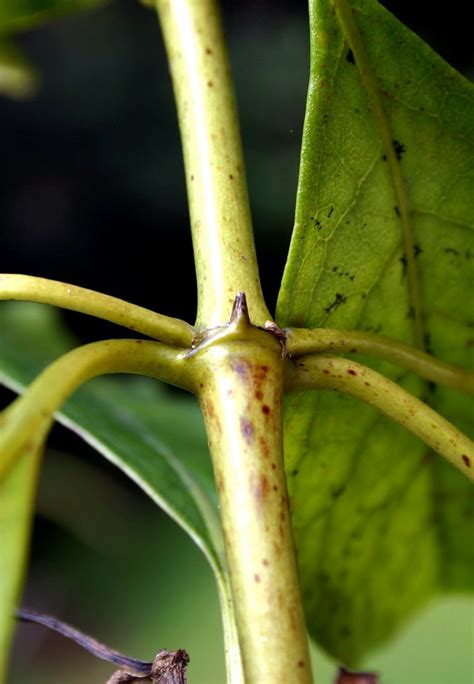 Botany word of the day : Stipule: An outgrowth, arising at the base of the leaf petiole.