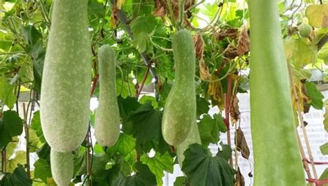 UPO, the Vegetable: Bottle Gourd in Philippine Cuisine