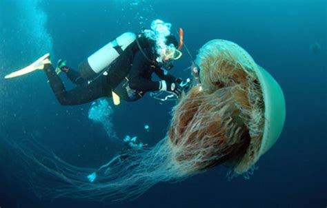 Jellyfish-Mysterious Creatures Of The Marine World | HubPages