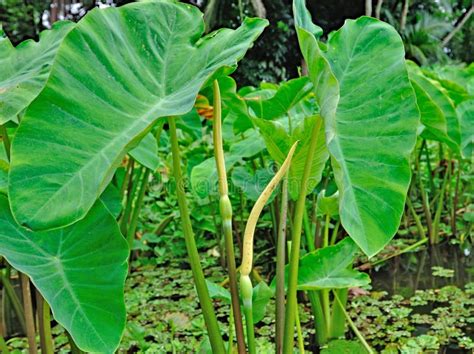 Taro Plant and flower stock photo. Image of countryside - 81816006