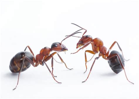 Types of Ant that Can Infest Your Home