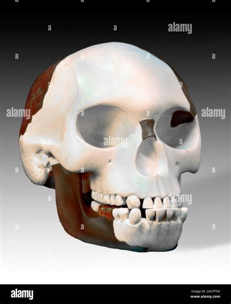 Reconstruction of the Piltdown Man (Eoanthropus dawsoni) skull, as ...