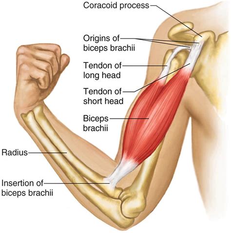 Biceps Brachii