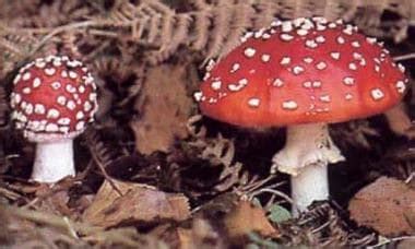 Hallucinogen Use: Background, Pathophysiology, Epidemiology