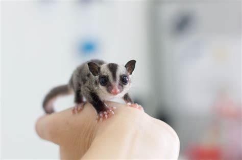 Question: Can Sugar Gliders Fly?