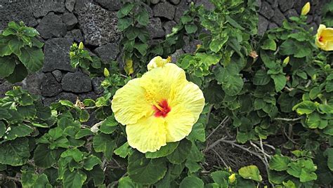 Hawaii State Flower - Yellow Hawaiian Hibiscus