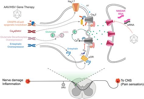 Targeted ubiquitination of sensory neuron calcium channels reduces the development of ...