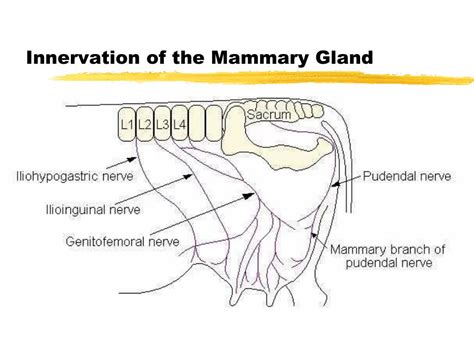 Cow Udder Anatomy Ppt - All About Cow Photos