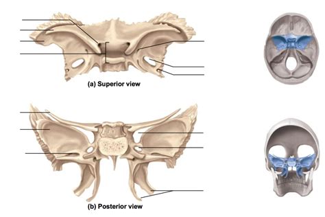 Sphenoid Bone Diagram | Quizlet