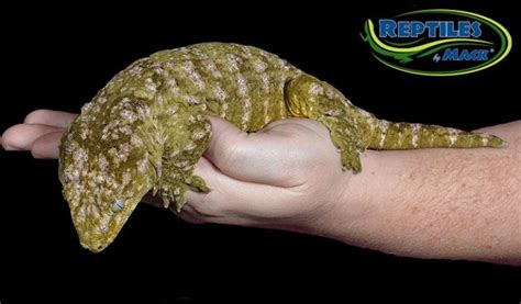 Leachianus Gecko Care Sheet – Reptiles by Mack