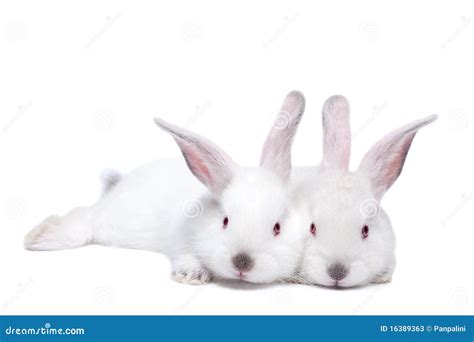 Two Cute White Isolated Baby Rabbits Stock Image - Image of cute ...