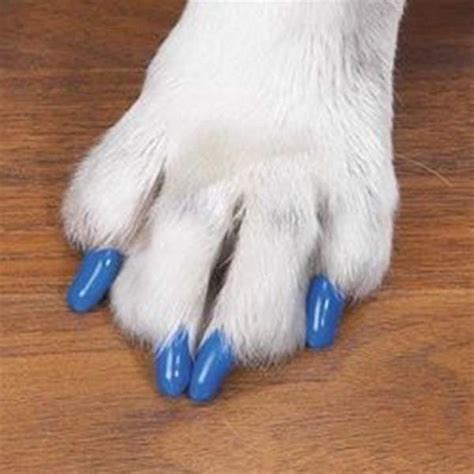 15 Awesome Dog Nail Polish Ideas for Your Puppy