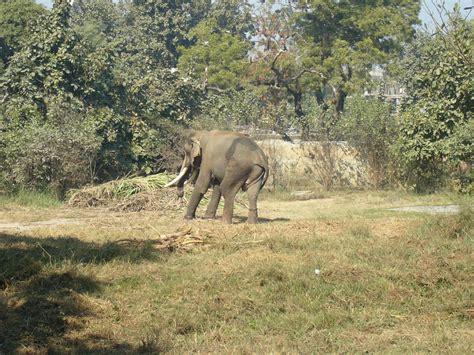 Lucknow Zoo timings, opening time, entry timings, visiting hours & days closed - Lucknow Zoo lucknow