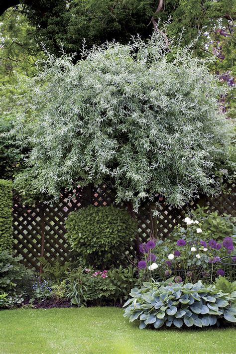 Small Trees That Like Shade - Fine Gardening