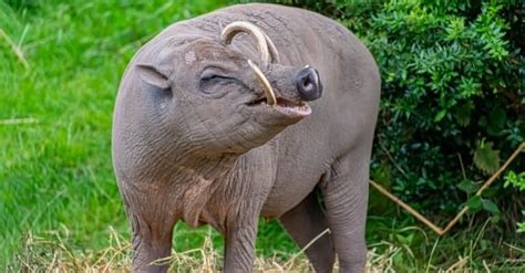 Babirusa Pictures - AZ Animals