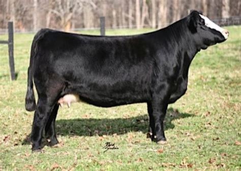 Black Baldy Semmintal Heifer | Showing livestock, Cattle, Hereford cattle