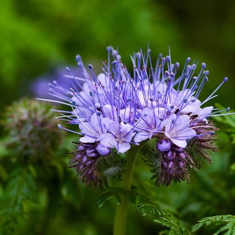 Seeds of PHACELIA TANACETIFOLIA var. Stala - Blue Tansy - T.O.G