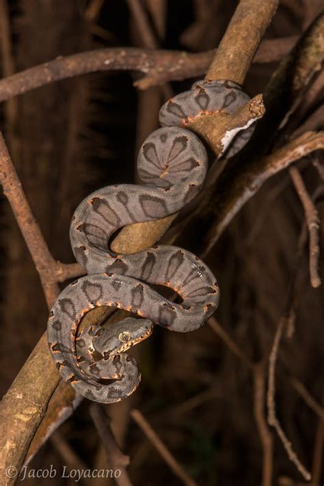 5 Non venomous Arboreal Snakes That You Can Keep As Pets