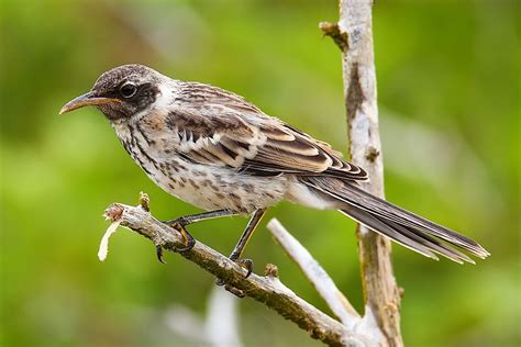 Endemic Species With Names