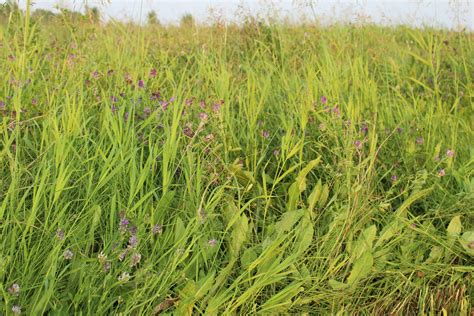 Alfalfa Crop Farm Free Stock Photo - Public Domain Pictures