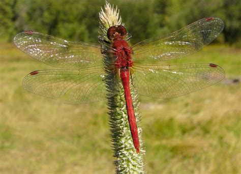 cherry-faced-meadowhawk-male-posed | skimmers-family-libellulidae- | dragonflies | Insects | Gallery