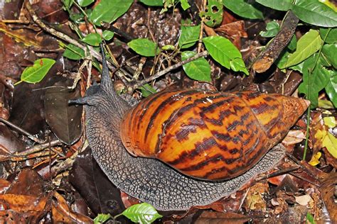 Giant tiger land snail (Achatina achatina) Ghana | Reptiles … | Flickr