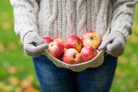 Apple Orchard Near Me - Apple Picking Farms Are a Fall Bucket List Must