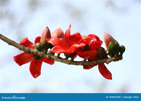 Reddish Shimul Red Silk Cotton Flower Tree at Munshgonj, Dhaka ...