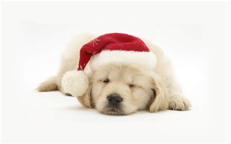 Free Download Christmas Pets HD Wallpapers in 1280x800 | Tips and News about Mobile Devices!
