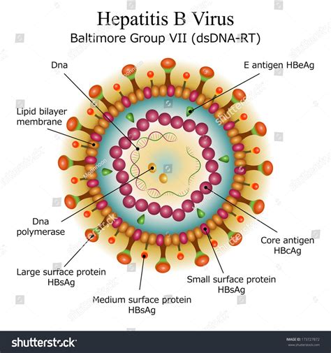 Diagram Hepatitis B Virus Particle Structure: ภาพประกอบสต็อก 173727872 | Shutterstock