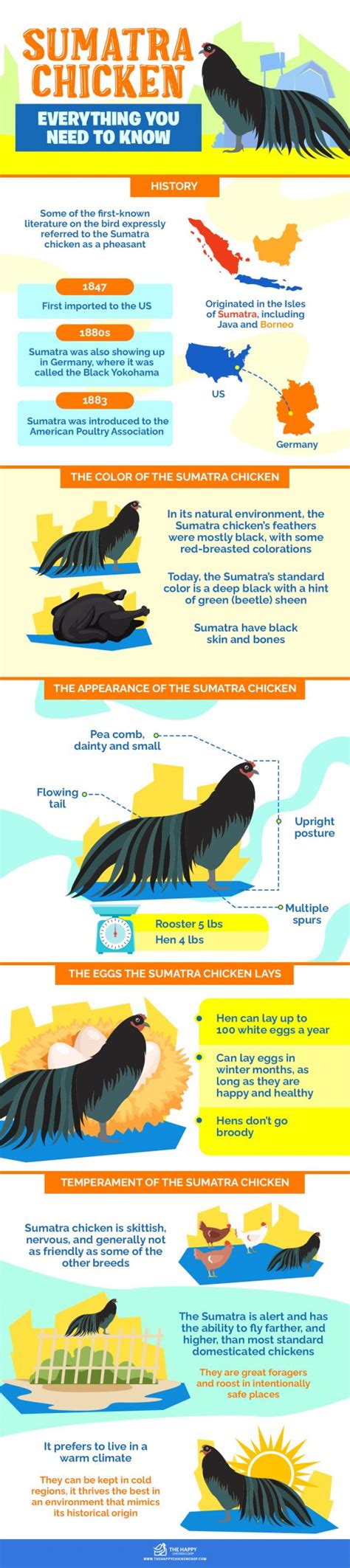 Sumatra Chicken: Everything You Need To Know