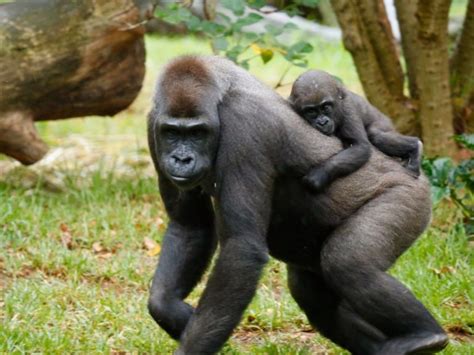 Uganda Gorilla Trekking Tour: Enjoy a Uganda Wildlife Safari with Us