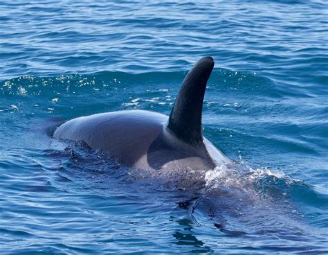 Two ORCA pods! | Santa Cruz Whale Watching | By Stagnaro Charters