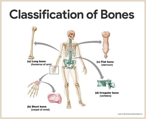 Skeletal System Anatomy and Physiology | Skeletal system anatomy, Anatomy and physiology, Physiology