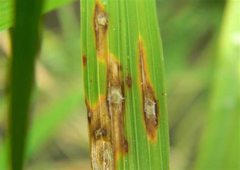 Rice | Diseases and Pests, Description, Uses, Propagation