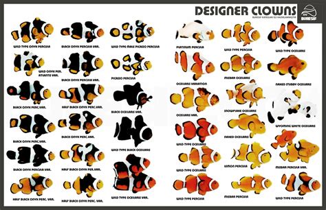 Clownfish ID help | Reef2Reef