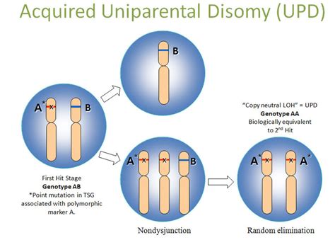 Difference Between Uniparental Disomy and Genomic Imprinting | Compare the Difference Between ...