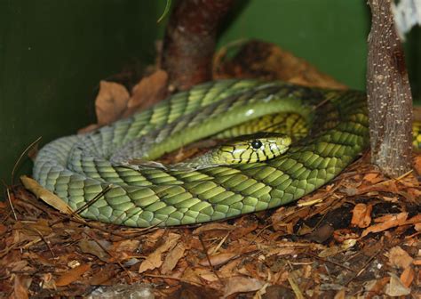 Western green mamba - Alchetron, The Free Social Encyclopedia