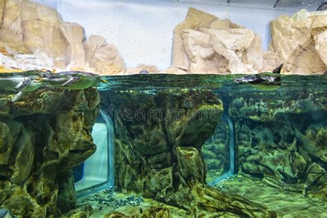 A Beautiful View of the Genoa Aquarium Stock Image - Image of arctic ...