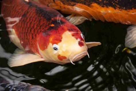 How Big Do Koi Fish Get? Growth Rate, Tank Conditions, And More