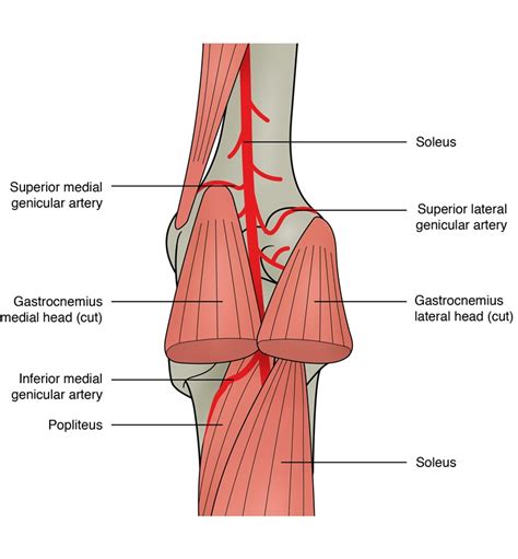 Popliteus Muscle Pain