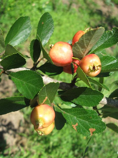 Reliable Mayhaw Tree | Fruit trees, Tree, Trees and shrubs