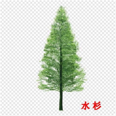 Metasequoia, water cedar, trees, water png | PNGWing