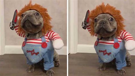 Tiny Dog Dresses Up As Chucky - YouTube