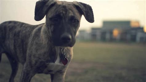 Blue Heeler Boxer Mix Dog, Boxer-Heeler mix | Dog breeds, Heeler mix, Heeler - She's got pretty ...