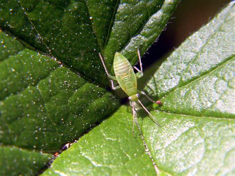 Get rid of bugs on your plants - Flower Press